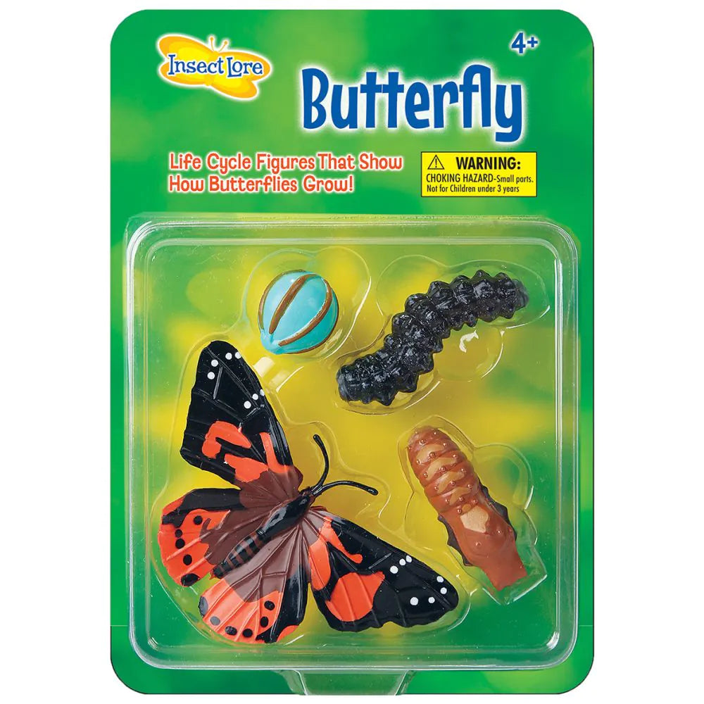 Life Cycle stages butterfly