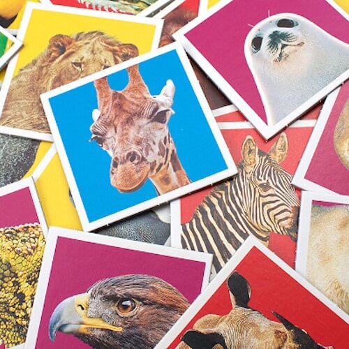 wild animals memory game - memo