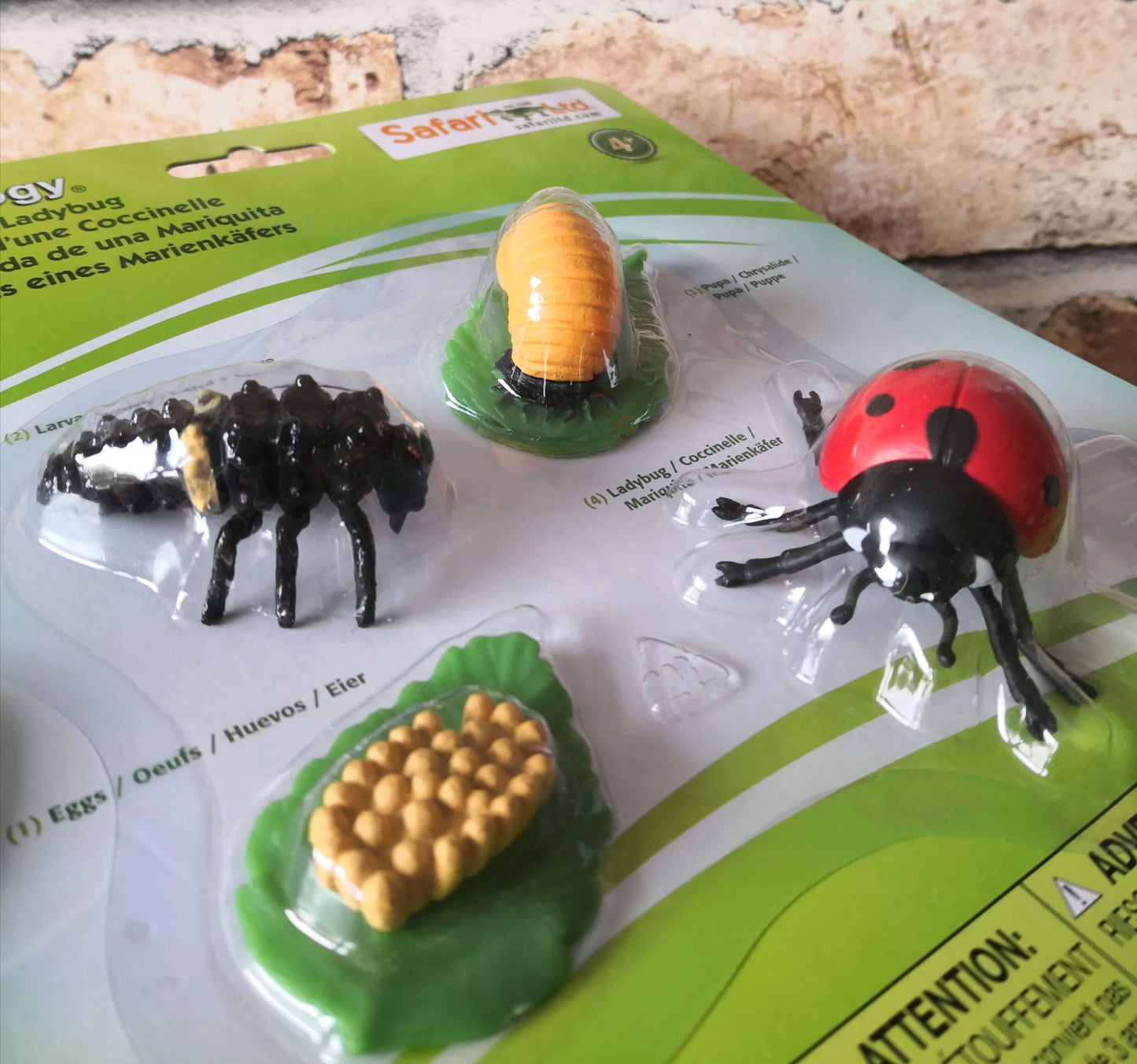 Life cycle of a ladybird