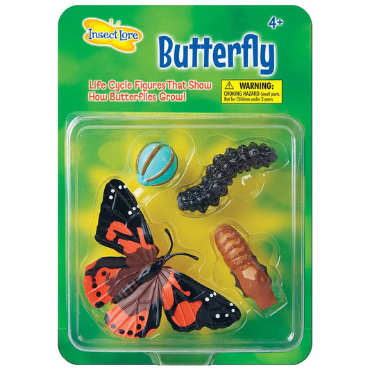 Life Cycle stages butterfly