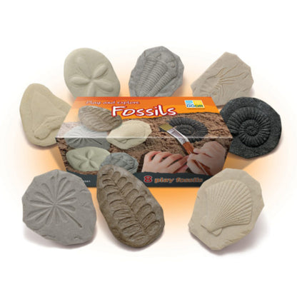 Fossil Stones Sensory