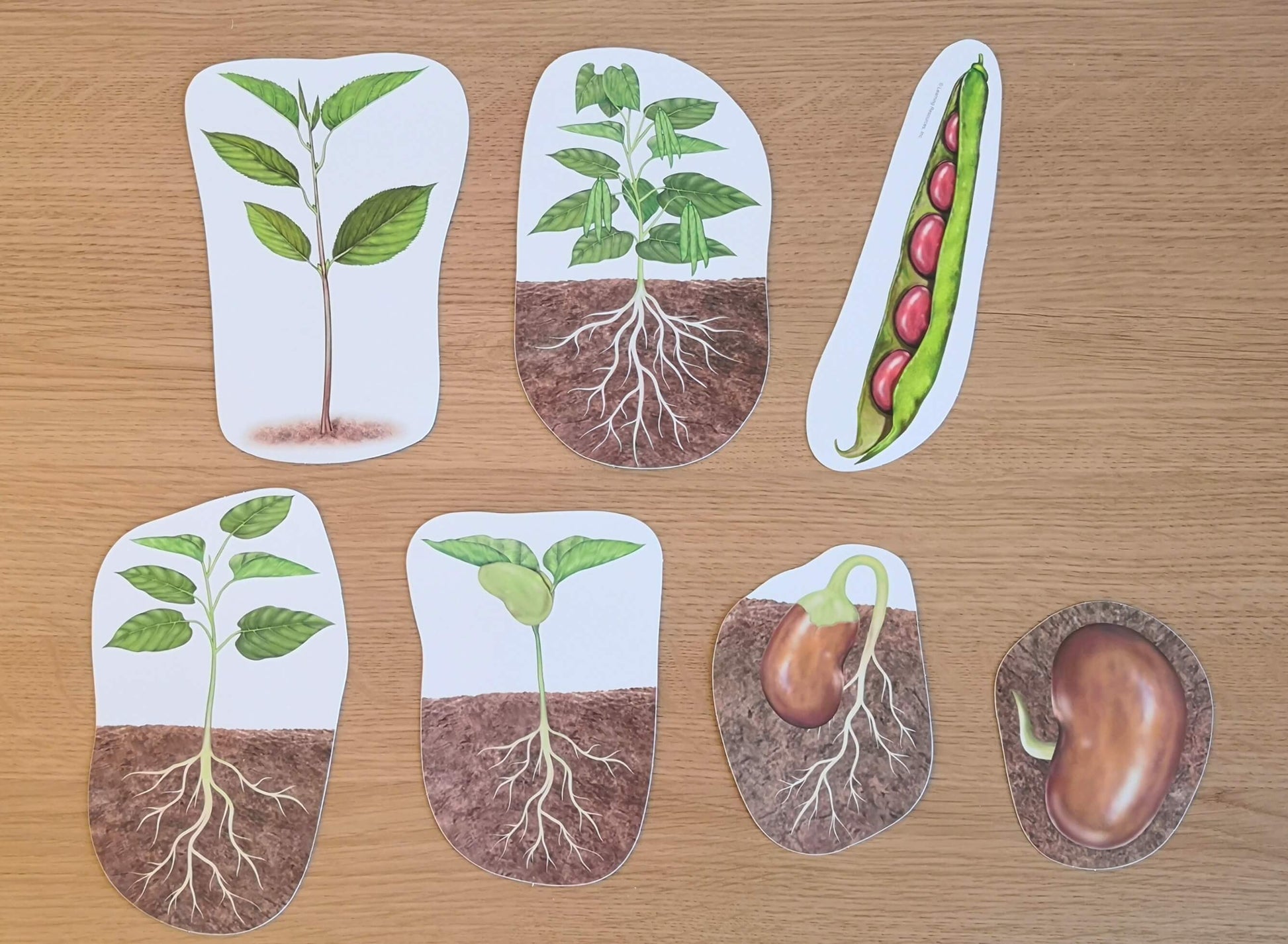 plant life cycle - apple tree and bean plant