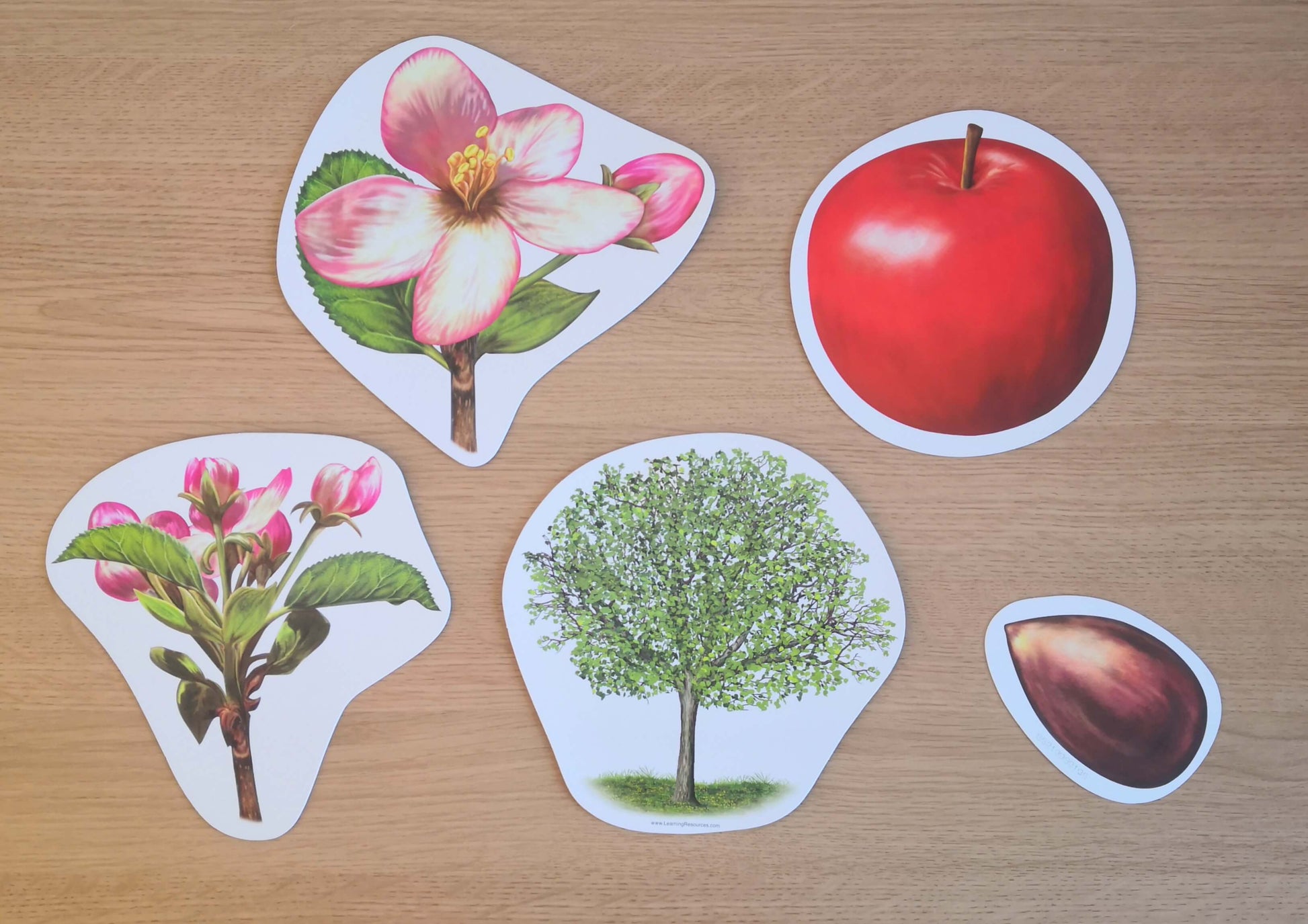 plant life cycle - apple tree and bean plant