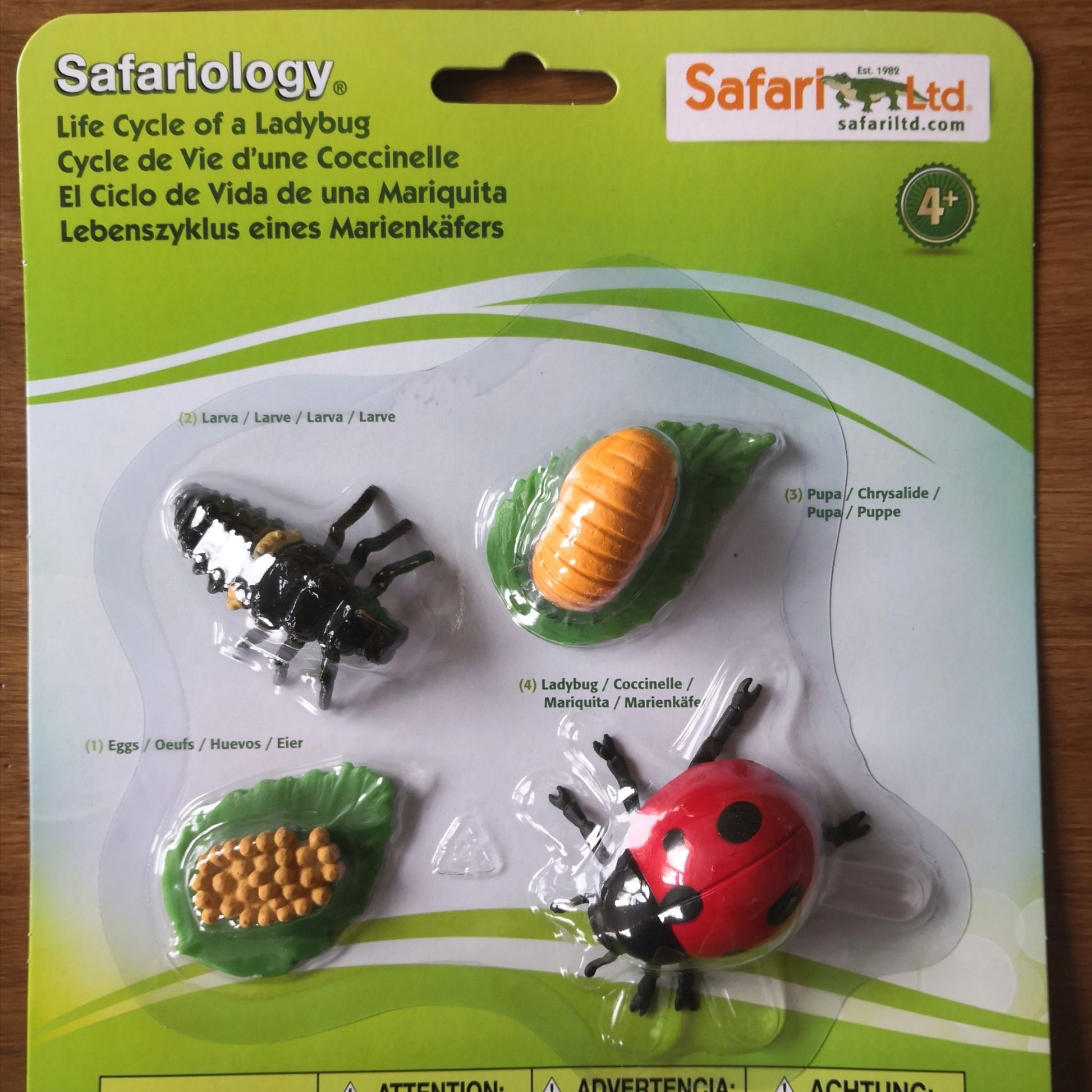 Life cycle of a ladybird