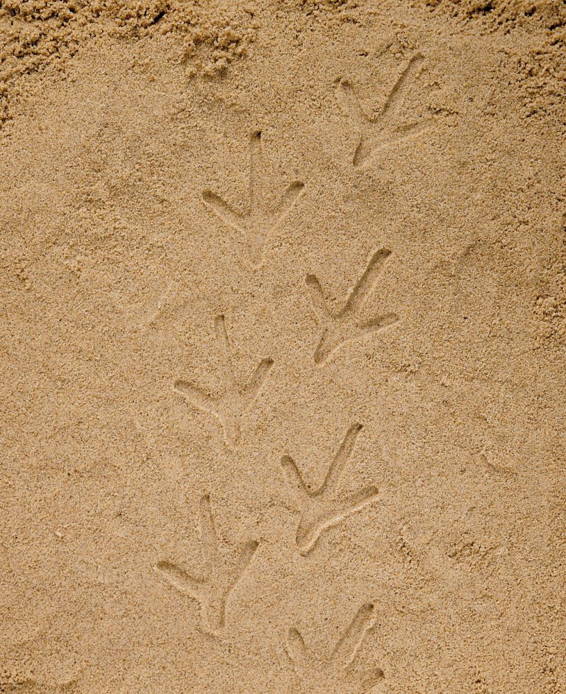 Let's Investigate Farmyard Footprints