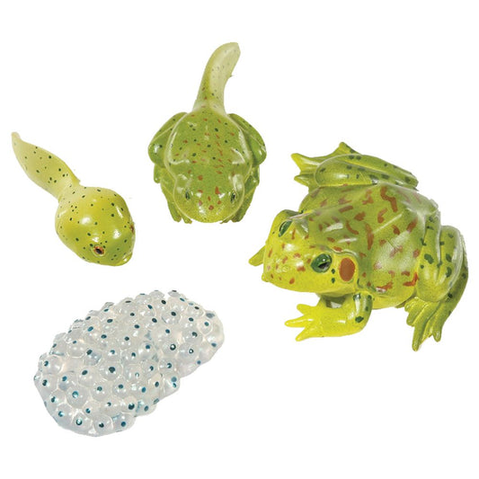 Life Cycle frog stages